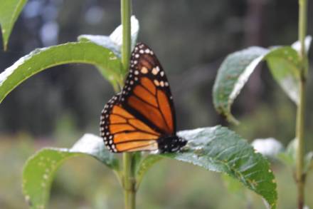 Abundante arribo de mariposas Monarca reportan santuarios en Michoacán: Semaccdet    